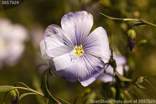 Image of Flower of flax  