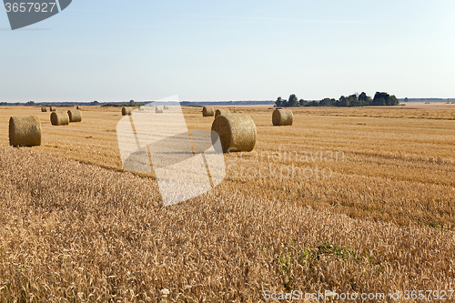 Image of agricultural field.  wheat