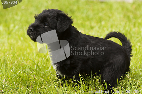 Image of miniature schnauzer