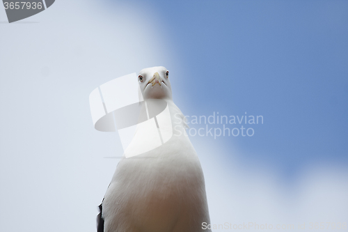 Image of seagull