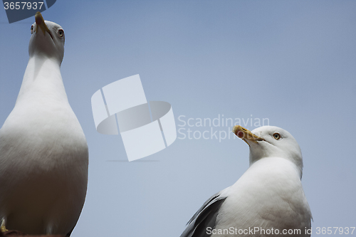 Image of seagulls