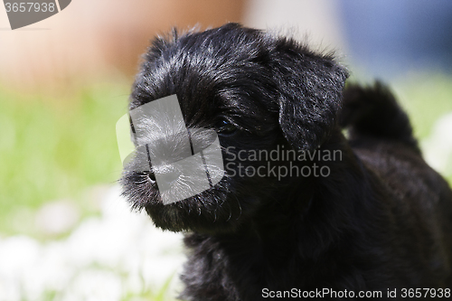 Image of schnauzer face