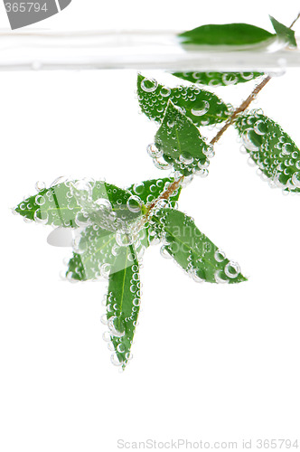 Image of Green leaves in water