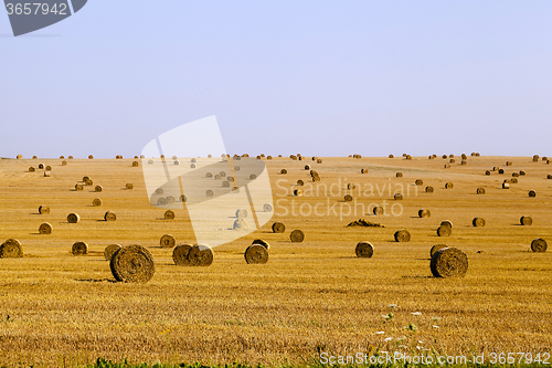 Image of   harvest of cereals