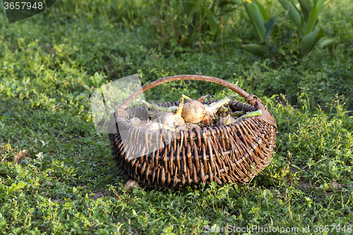 Image of onions in a wicker basket  