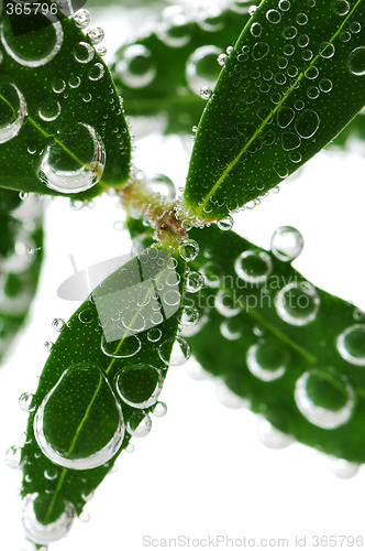 Image of Green leaves in water