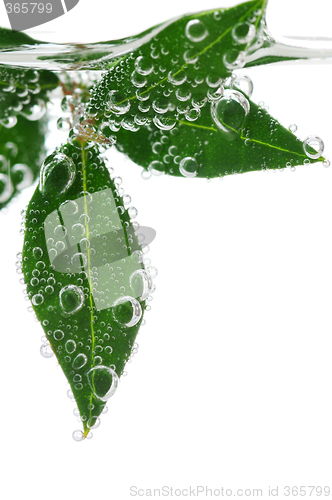 Image of Green leaves in water