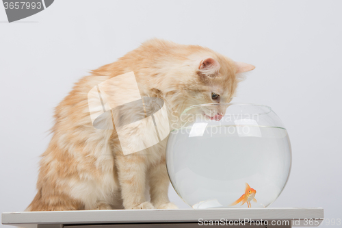 Image of The cat drinks water from the aquarium with goldfish