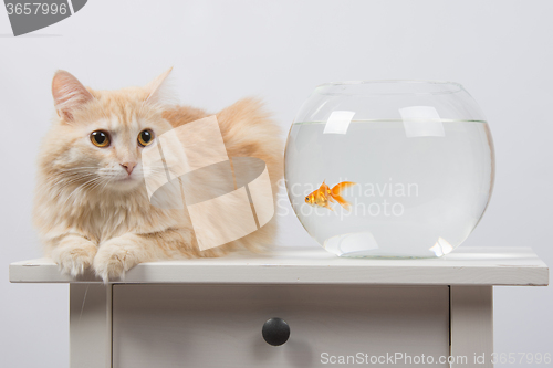 Image of Cat sits near the aquarium with goldfish