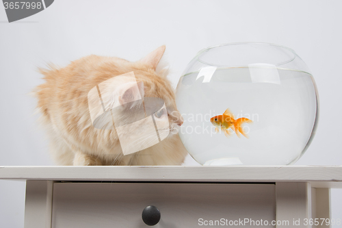 Image of Cat looking at a goldfish in an aquarium