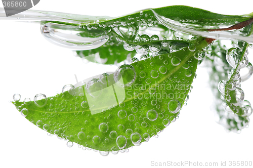 Image of Green leaves in water