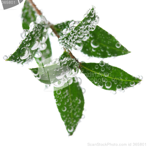 Image of Green leaves in water