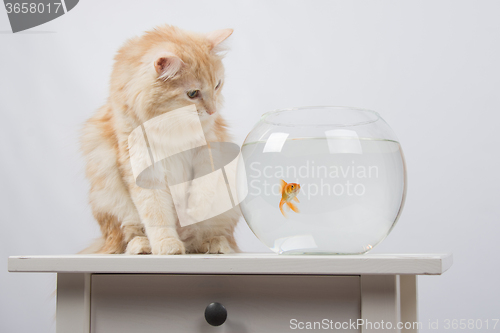 Image of The cat wants to get a foot goldfish