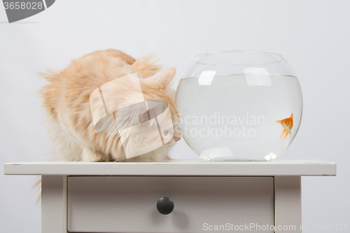 Image of Goldfish scared cat