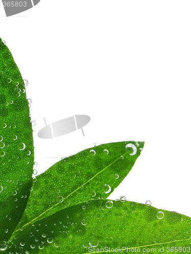 Image of Green leaves in water