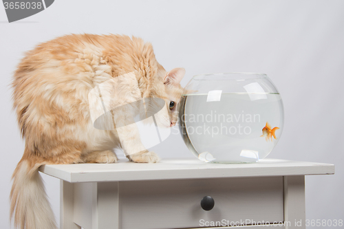 Image of Cat hunting looking at goldfish