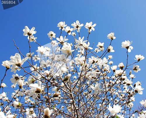 Image of Blooming magnolia