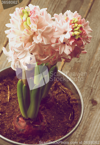 Image of Beauty Pink Hyacinths