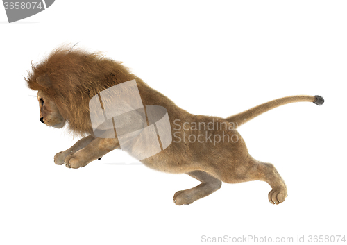 Image of Male Lion on White