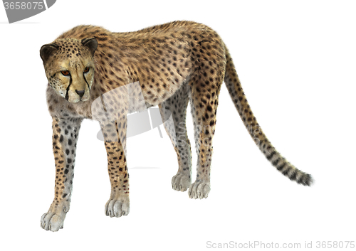 Image of Big Cat Cheetah