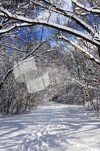 Image of Path in winter forest