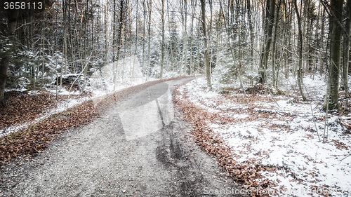 Image of winter forest