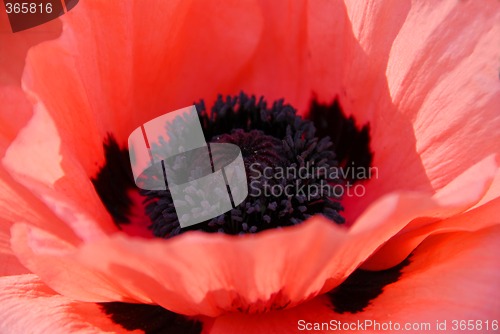 Image of Poppy macro