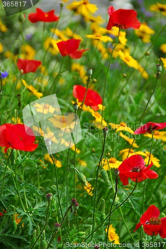 Image of Poppies in a garden