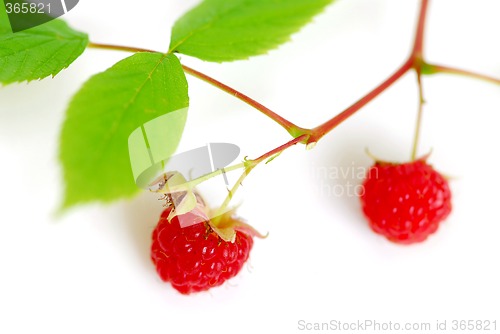 Image of Raspberry branch white