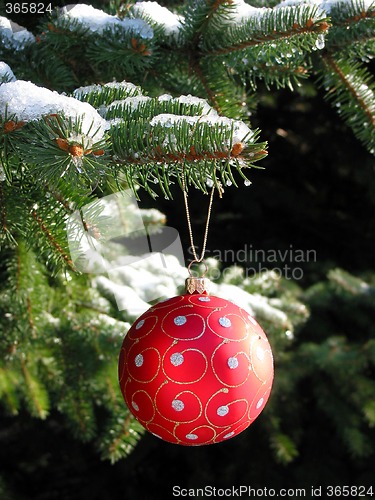 Image of Red Christmas ball on fir tree