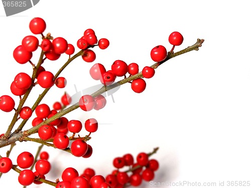 Image of Red christmas berries