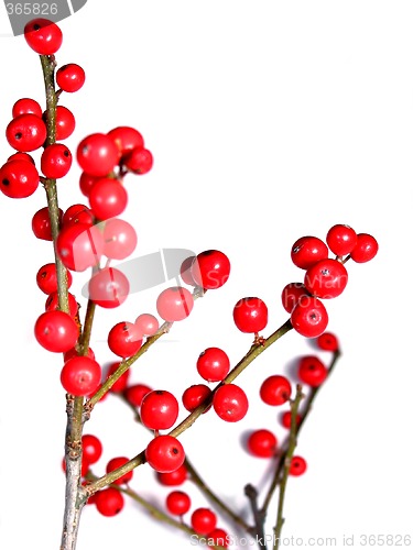 Image of Red christmas berries on white 4