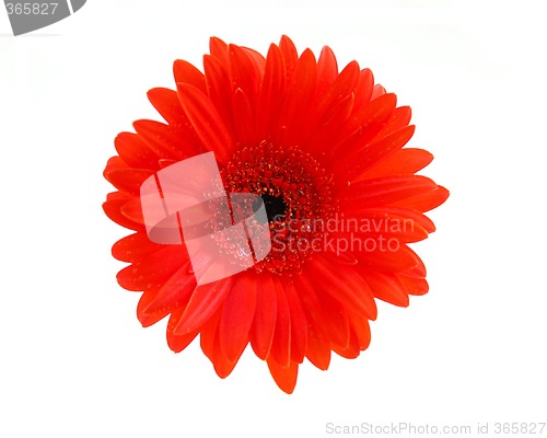 Image of Red gerbera flower