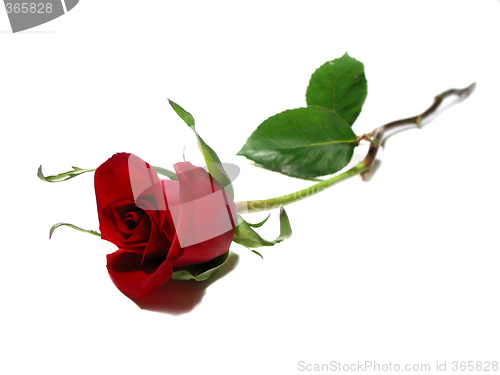 Image of Red rose white background