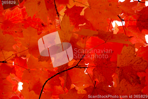 Image of Red maple leaves