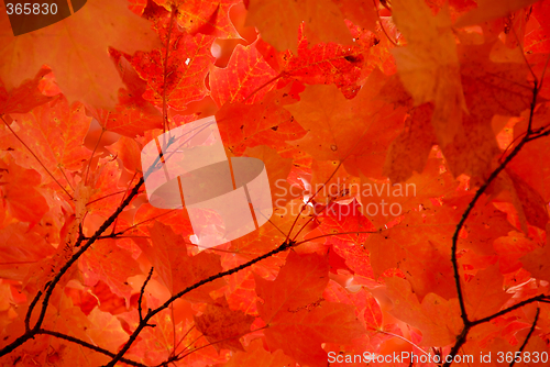 Image of Red maple leaves