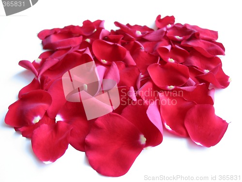 Image of Red rose petals