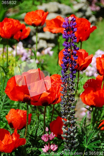 Image of Spring garden with poppies