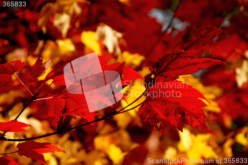 Image of Red maple leaves