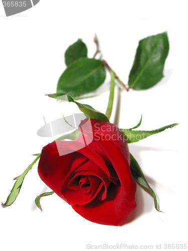 Image of Red rose white background
