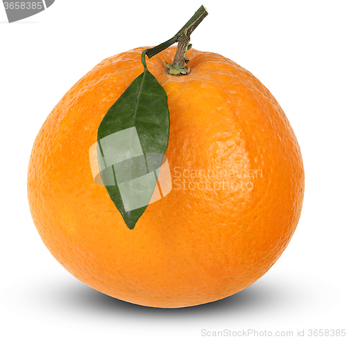 Image of Ripe orange fruit