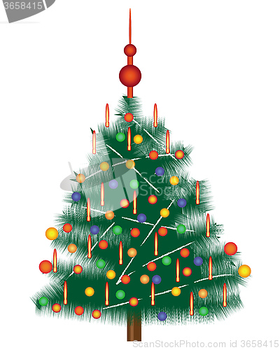Image of fir-tree