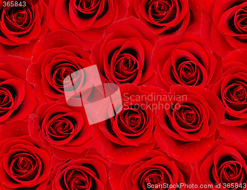 Image of Red rose background