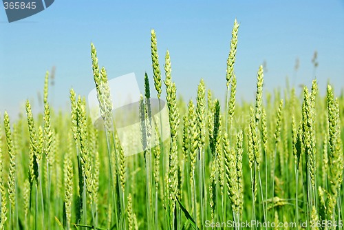 Image of Green grain growing