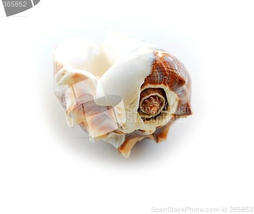 Image of Sea shell 2