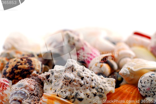 Image of Sea shells