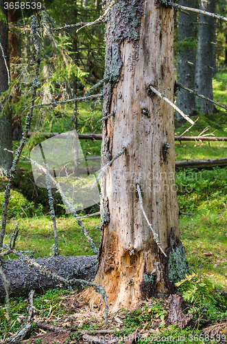 Image of Damaged wood pest tree in the forest, close-up