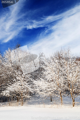 Image of Winter forest