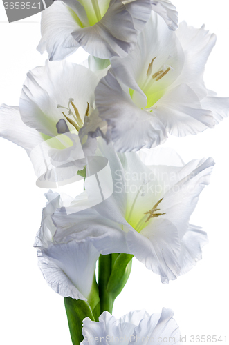 Image of Blossoming white gladiolus, it is isolated on white