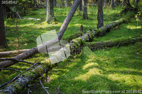 Image of Damaged wood pests and fallen trees in the forest